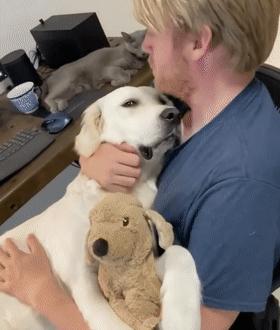 狗狗总是叫唤性格不好吗,狗狗总是叫个不停如何制止