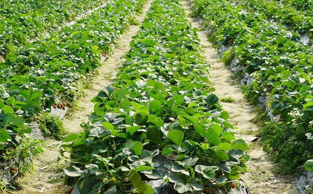 草莓叶子干了还是绿的,草莓叶子变黄是缺什么