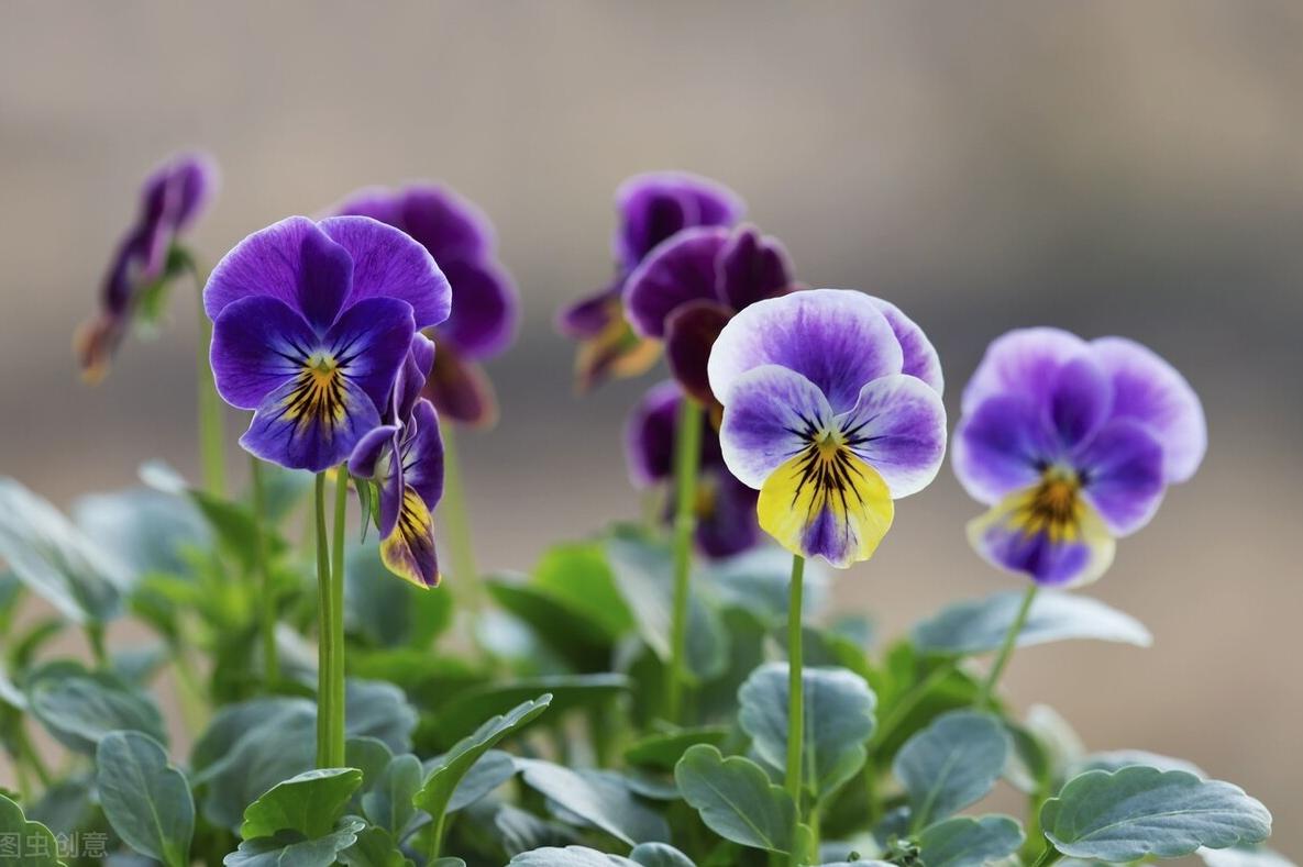 紫罗兰盆栽养殖方法,紫罗兰盆栽怎么养好