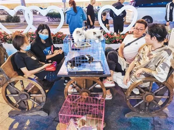 大连夜市风景视频,看大连夜景