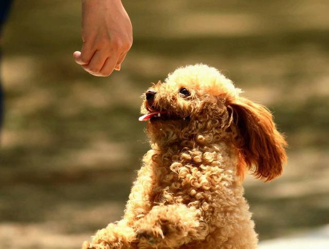 训练泰迪小技巧有哪些呢,训练泰迪并不难做好这7点很关键