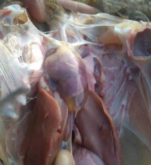 鸡得了安卡拉，怎么治疗？