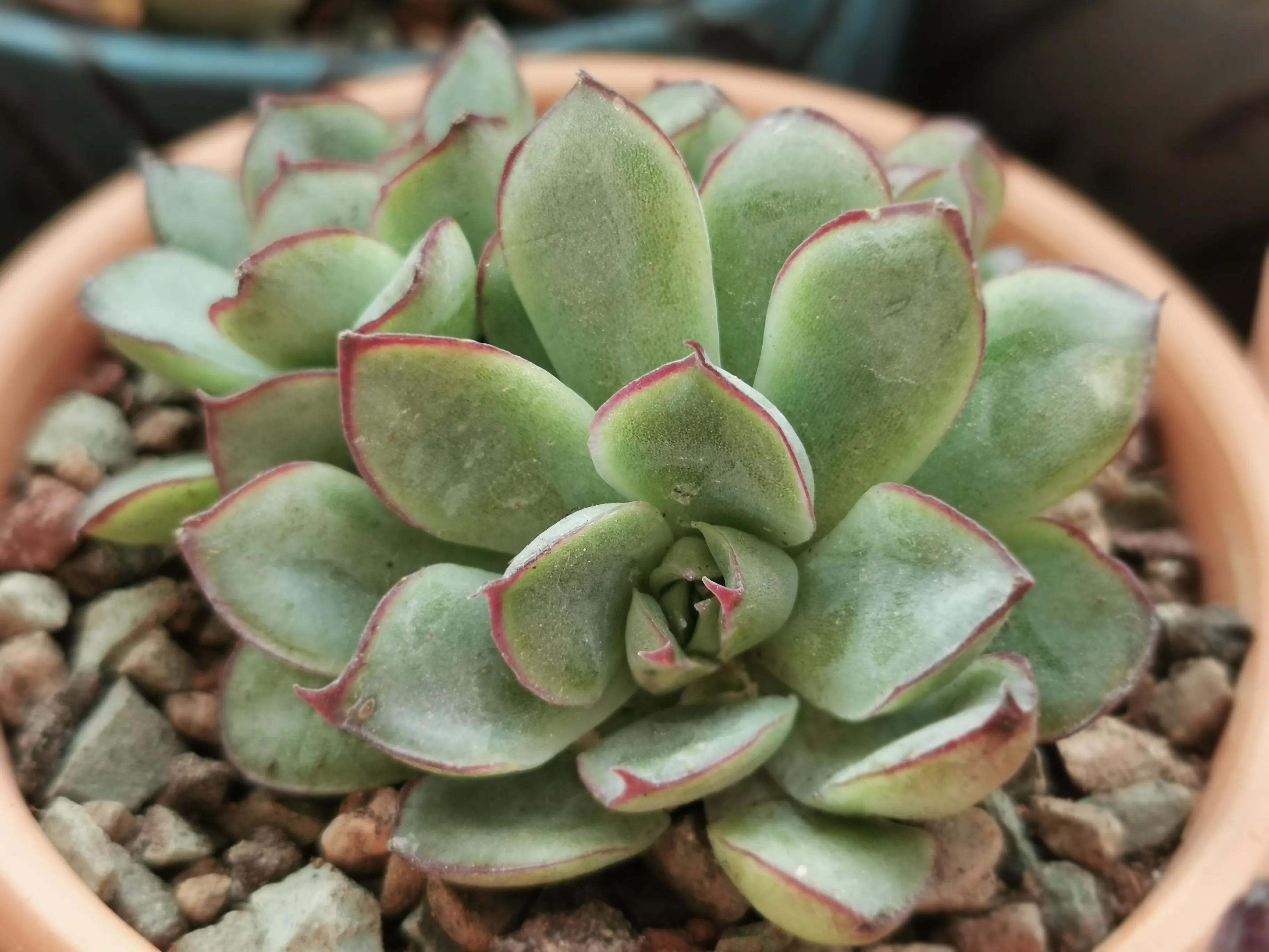 新购大单头多肉上盆,多肉品种大全大集合