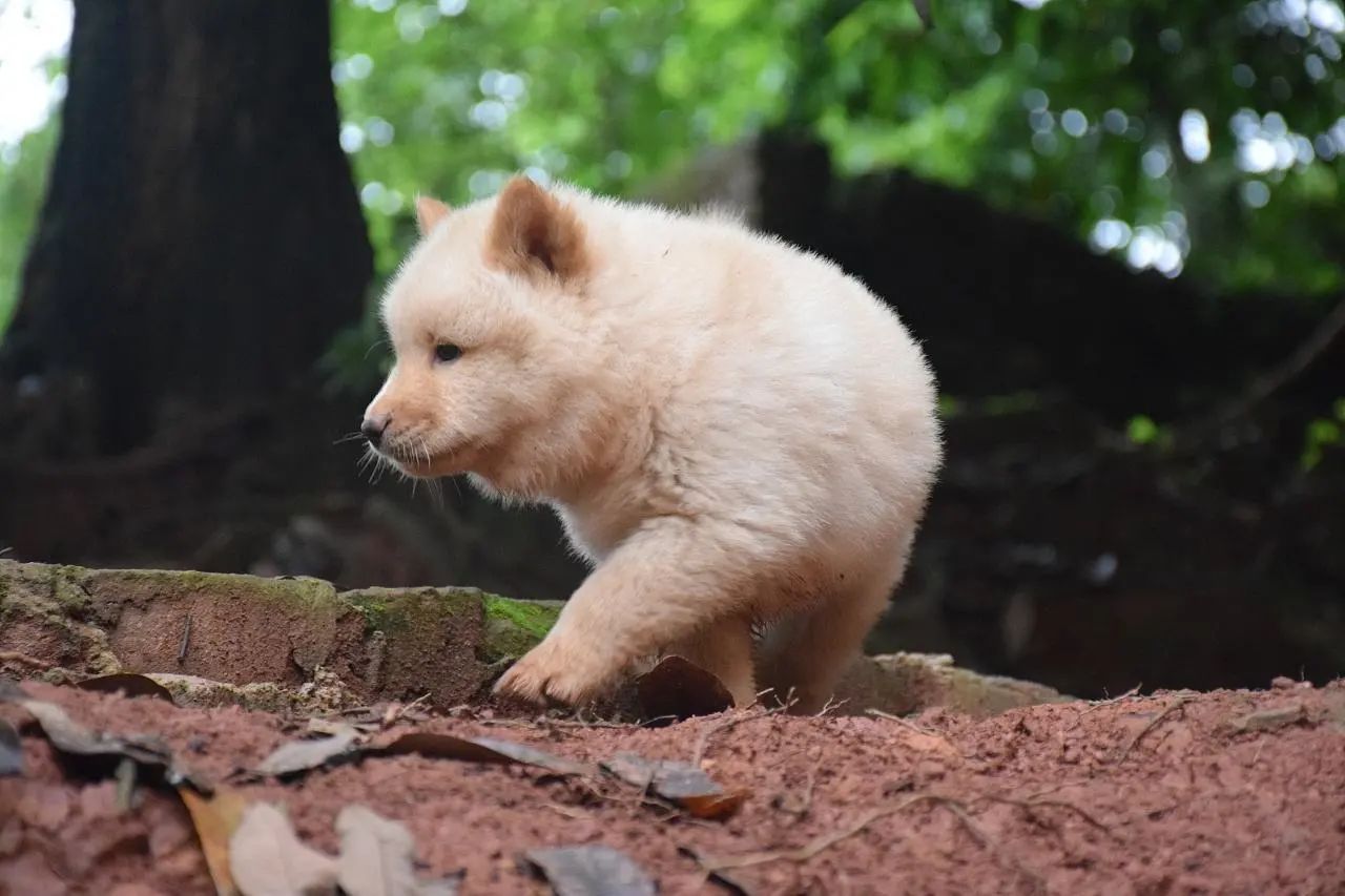 秋田犬是不是忠犬八公,秋田犬是不是中华田园犬