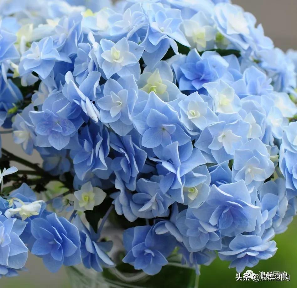 十种好看的绣球,最好看的绣球花视频