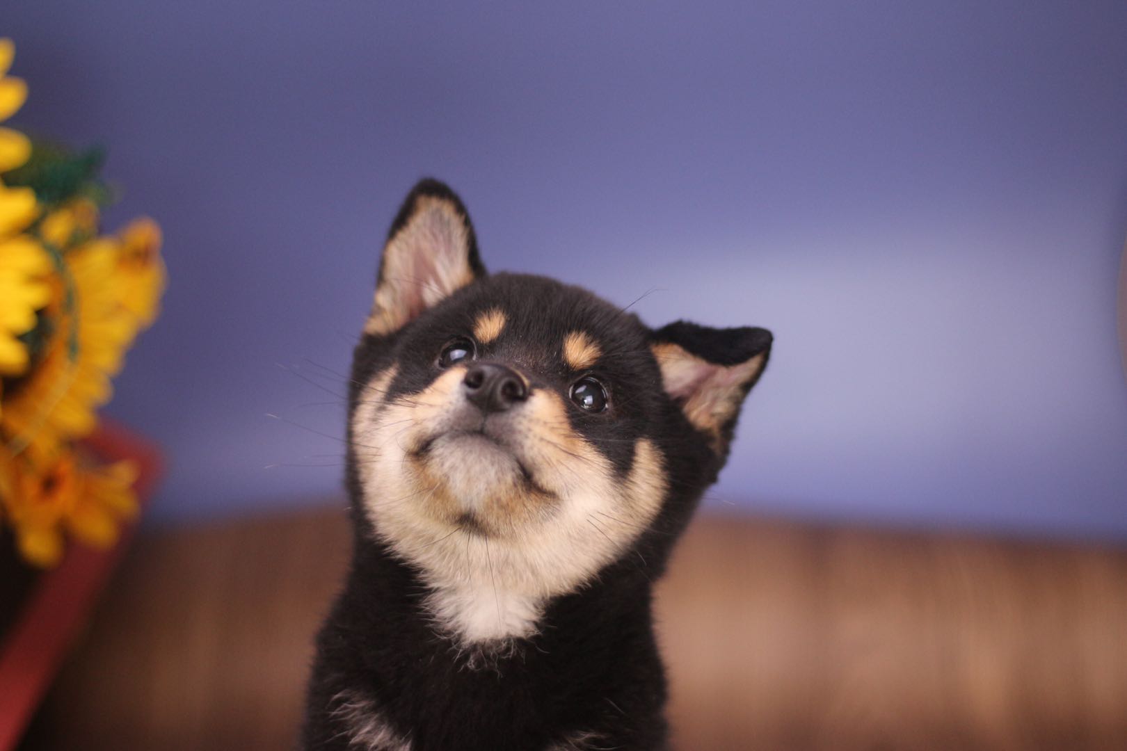 黑色柴犬和哈士奇是亲戚关系吗？纯种黑柴怎么挑？