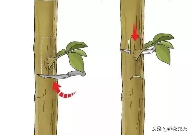 植物花卉嫁接需要用到的几个技巧,新手也能轻松学会