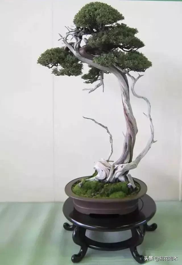 舍利干柏盆景造型,舍利干盆景怎么样