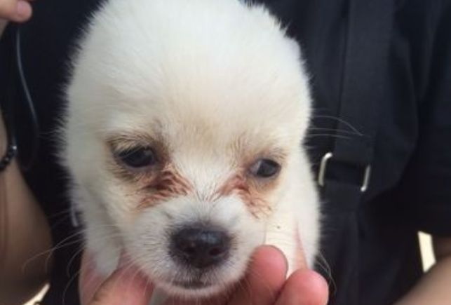 爱宠泪痕怎么解决,爱宠泪痕重是怎么回事