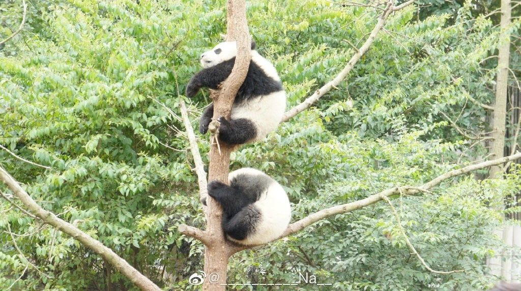 熊猫儿本人照片,熊猫儿图片