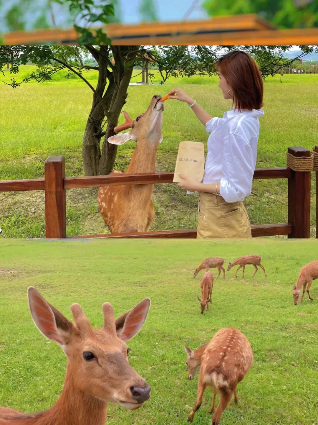 东南花都花博园景观,东南花都花博园
