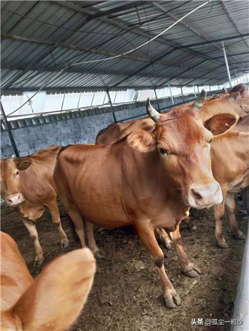 赞皇县特产美食,赞皇县城美食探店