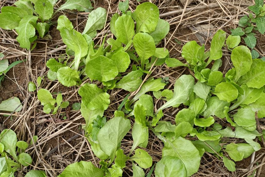 小白菜上长虫的小妙招,小白菜长虫子什么方法消灭