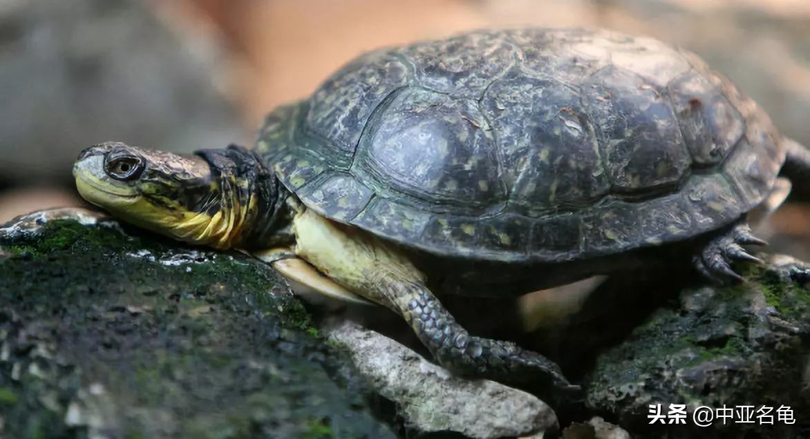 养龟秘籍搞笑,养龟绝招大全视频