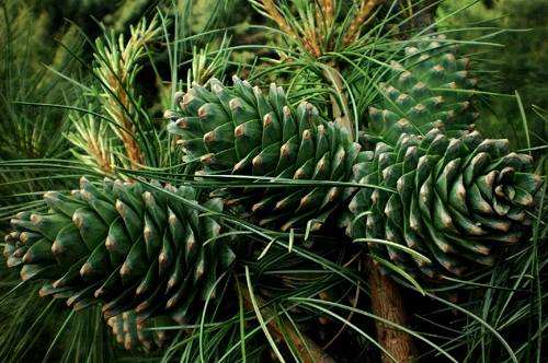 松子为什么那么贵视频,为啥松子贵