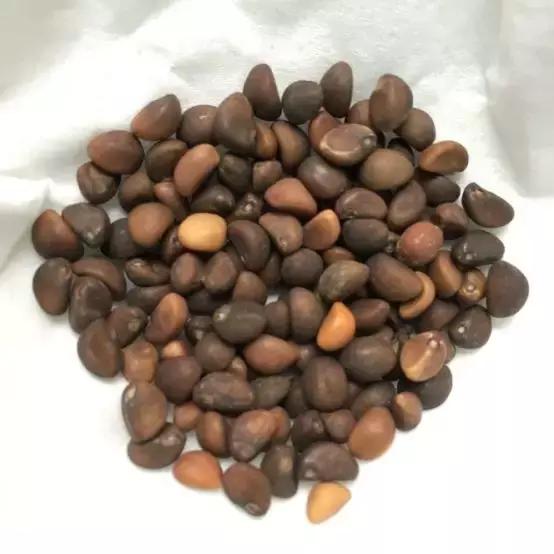 常见蔬菜种子催芽方法,蔬菜种子催芽小技巧