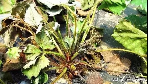草莓烂根枯萎了如何补救,草莓烂根死苗是什么原因引起的