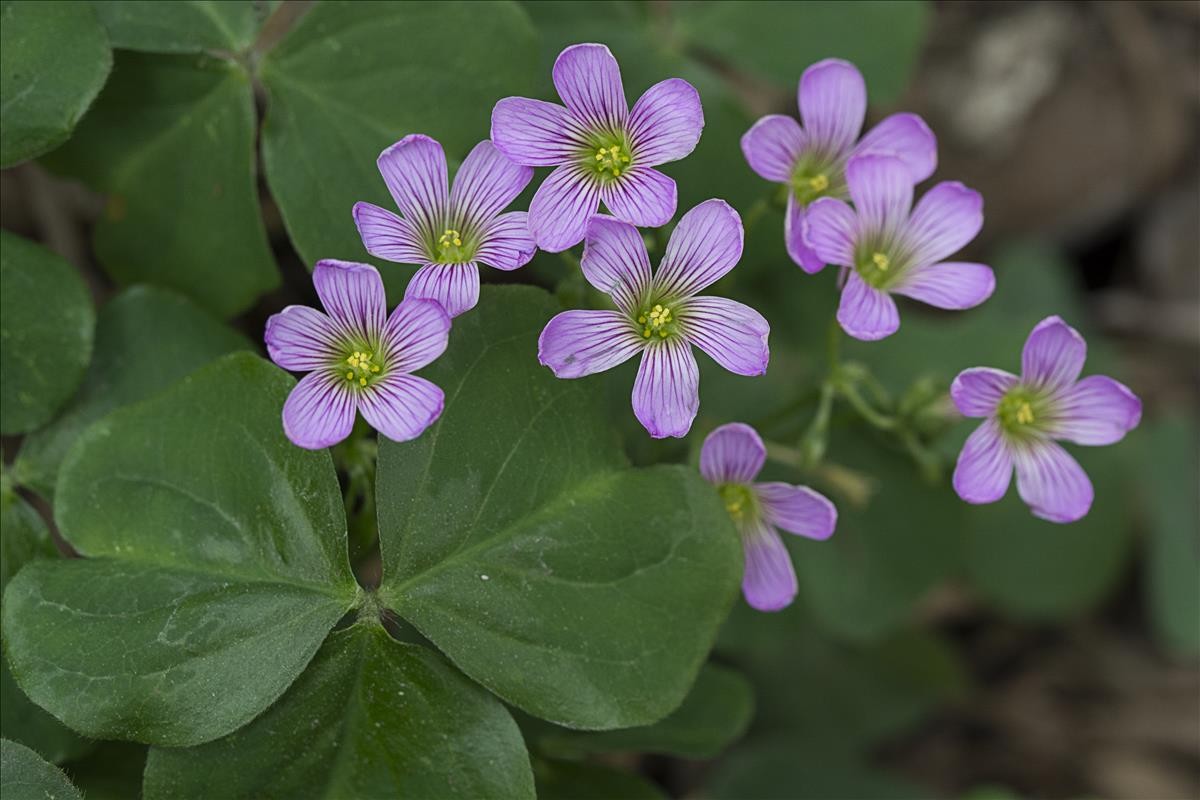 三叶草的幸福,三叶草的寓意和象征