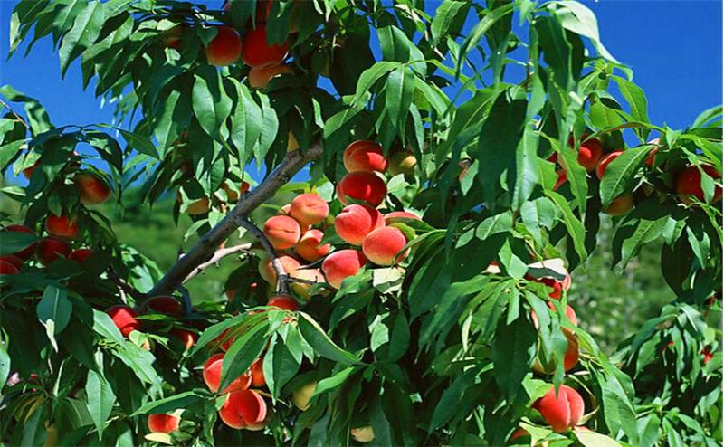 桃树根癌病并不难治，只要你这样来做，保证来年有产量