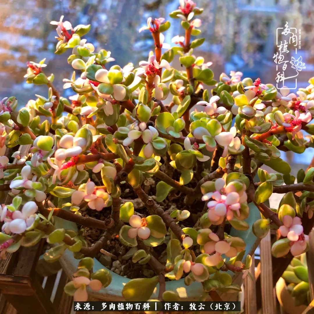 多肉植物一样的生机勃勃,多肉生活充满诗意