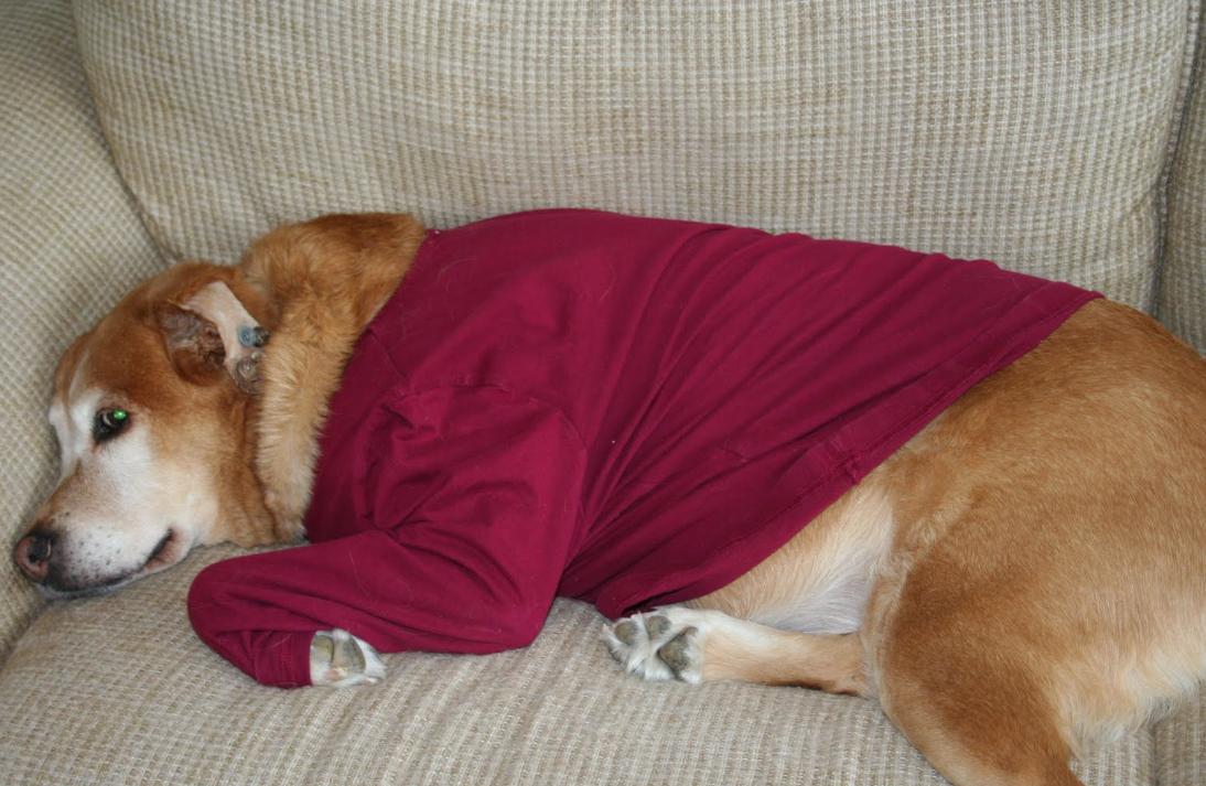 狗耳血肿在家治疗方法,狗耳血肿