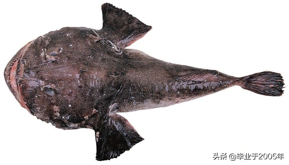 辽宁常见的鱼有哪些,辽宁沿海常见鱼