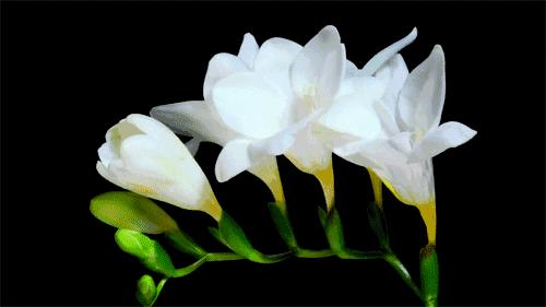 真正的中国十大名花,中国十大名花超漂亮