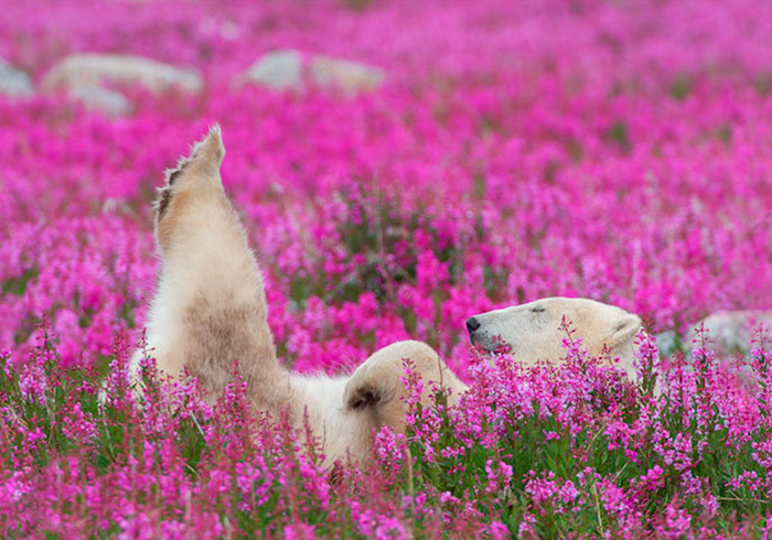 北极熊在花海中嬉戏？冰天雪地的极北之地，竟有如此景象