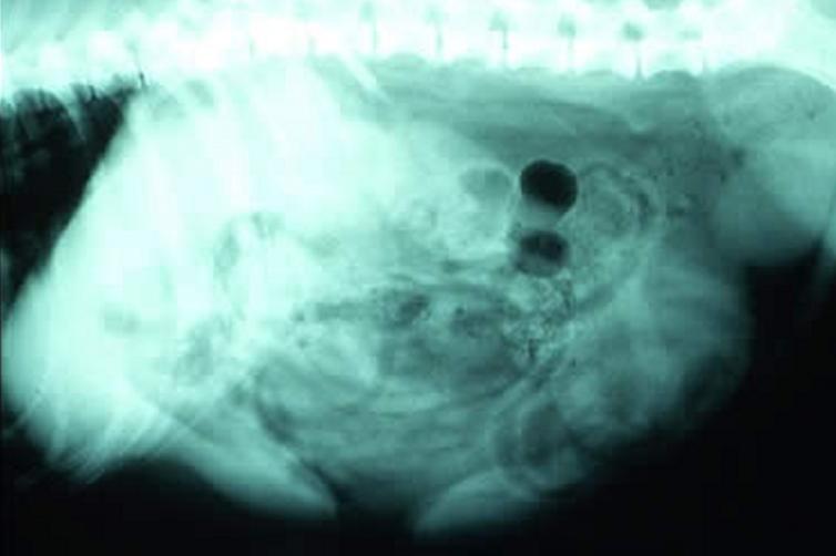 雄性犬为“良性前列腺增生症”风险种群,又该如何治疗和预防?