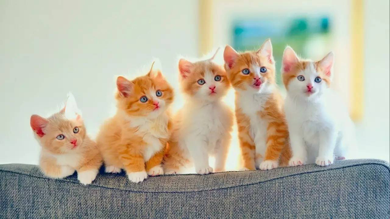 母猫生产完了以后不喂奶怎么办,母猫生产后不理人怎么办