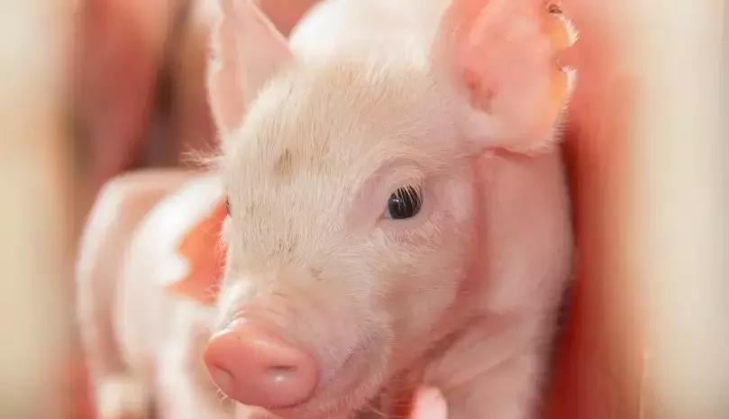 养猪致富手册,养猪技术指南