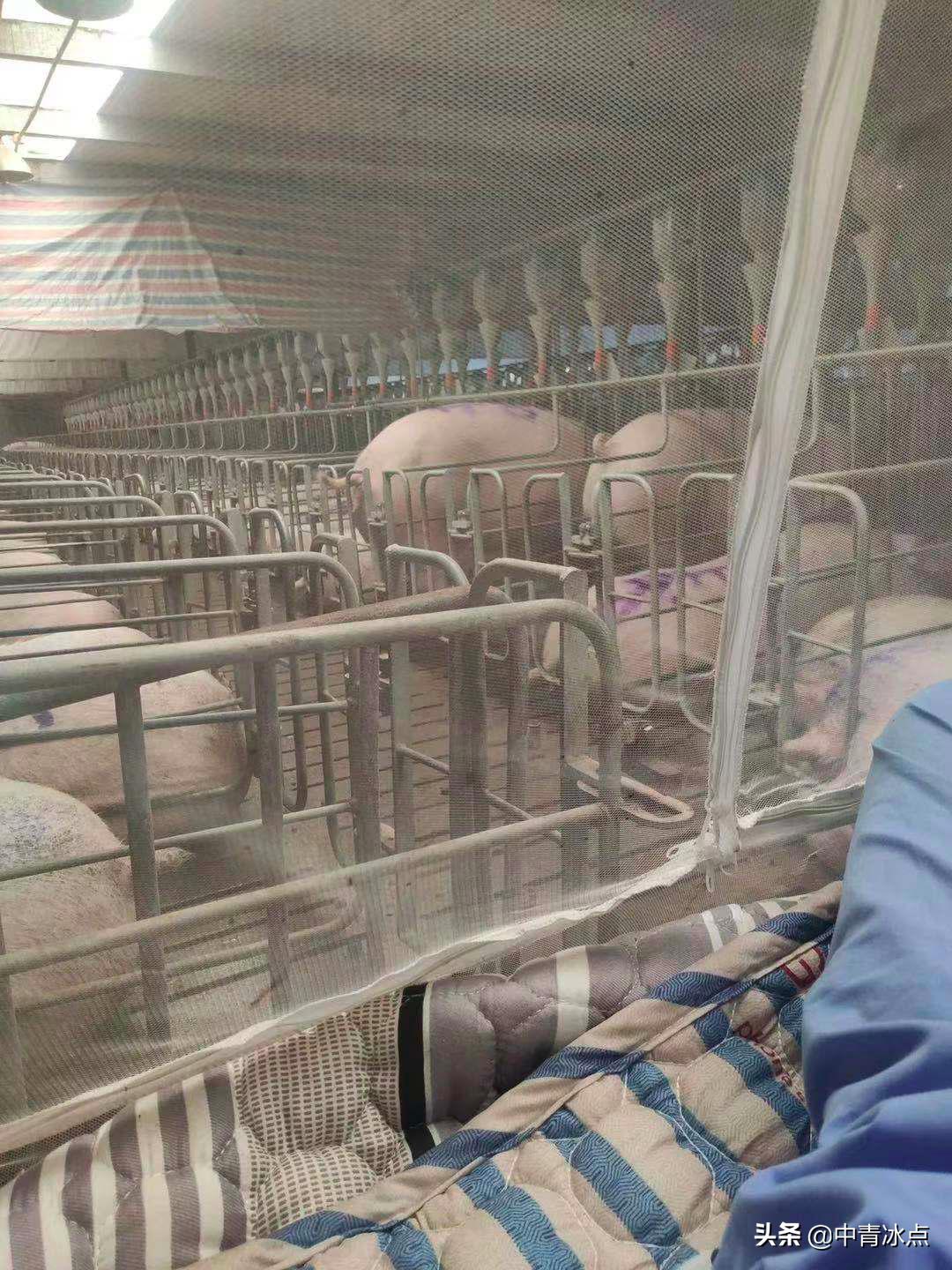 大学生养猪年薪18万，有人铲一次猪粪就跑路，和母猪同吃同睡，“时间长了腌入味儿”