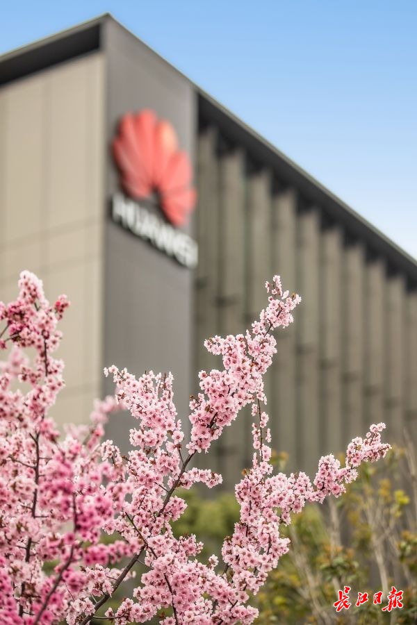 360度视角直播在线观看,24小时看武汉直播