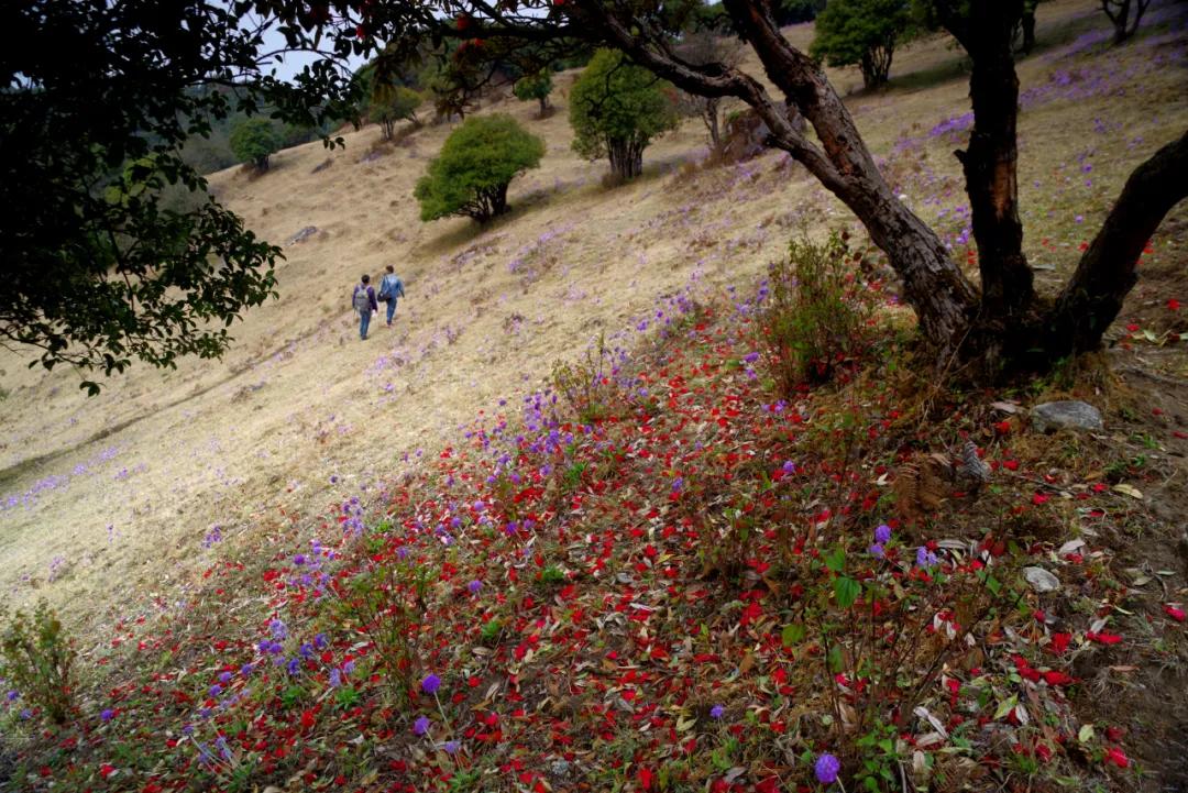 腾冲高山草甸景点,腾冲高原草场