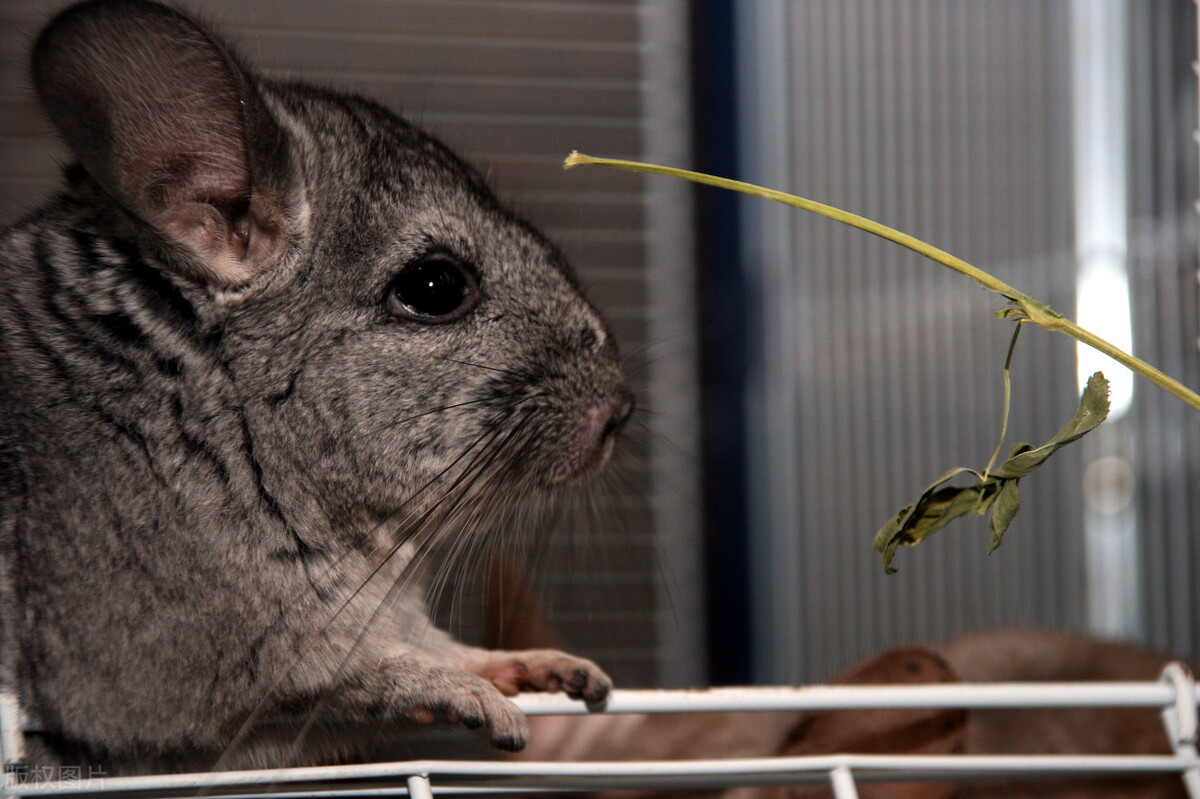 龙猫中暑用药指标,上海龙猫中暑急救