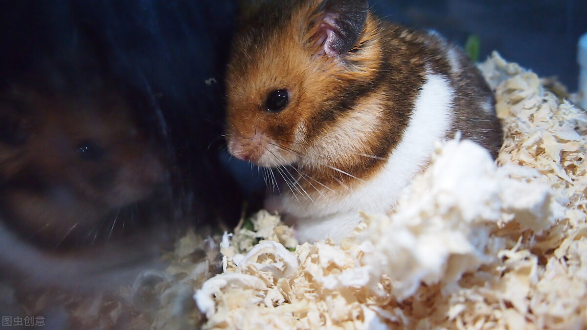 金丝熊腹泻是怎么回事,金丝熊腹泻了怎么办