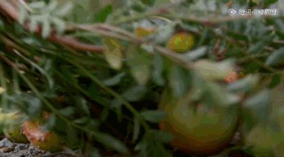 据说水果涨价，跟这剧的大火有点关系