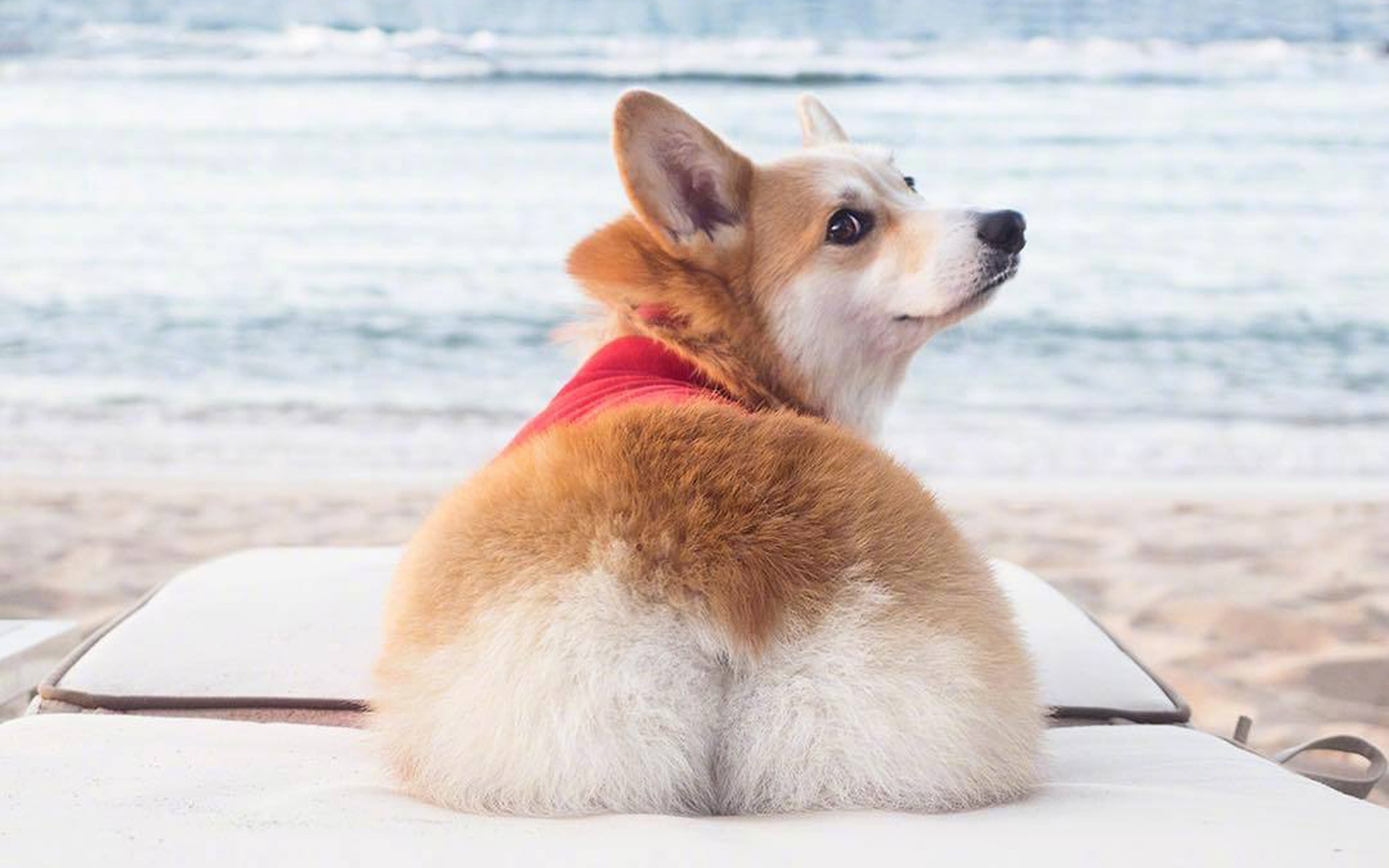 为什么狗狗见面都要相互闻鼻子,狗狗一见面就咬手