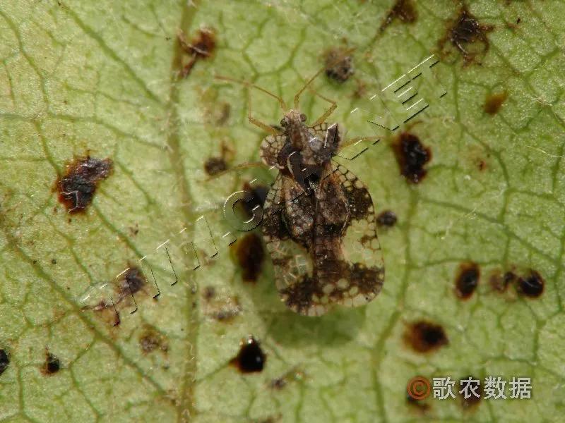 樱桃虫害防治绝招,樱桃虫害防治