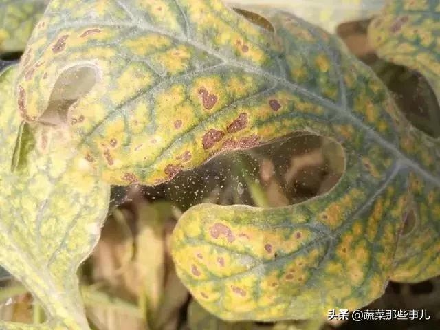 螨虫怎么解决,蔬菜螨虫防治用药