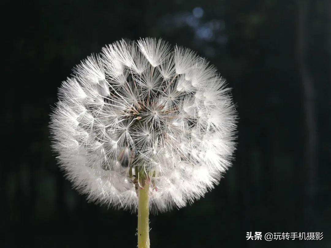 手机怎样拍照更好看而且清晰,手机拍照怎么让背景模糊人物清晰