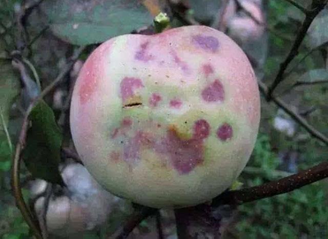 苹果小卷叶蛾怎么治疗,苹果小卷叶蛾的防治方法