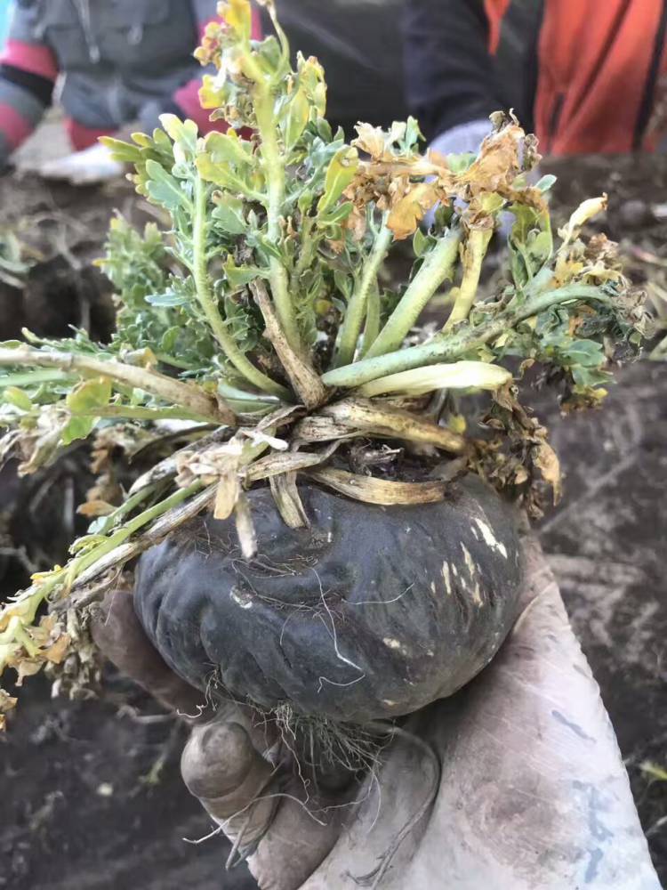 智能恒温热泵烘干机,空气能热泵烘干机可随意恒温