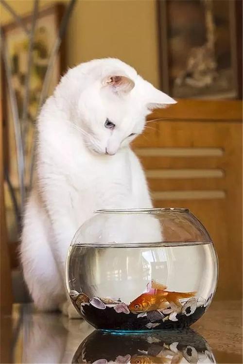 为什么猫怕水却爱吃鱼呢,猫怕水但是为什么爱吃鱼