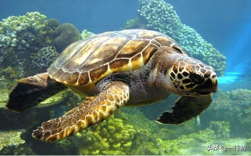 乌龟算不算灵性动物,乌龟是怎么被杀死的