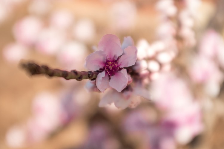 光学取景器和电子取景器区别,光学取景器和相机哪个好