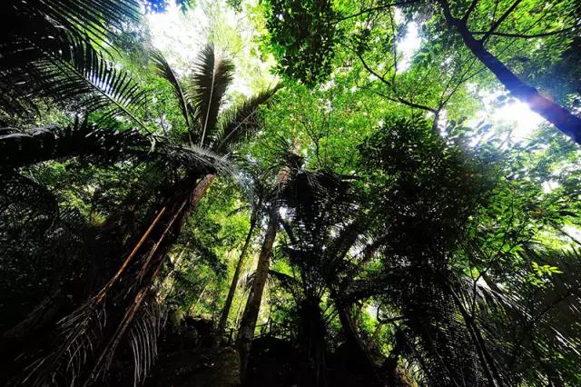 昌江原生态热带雨林森林秘境,海南万宁一个被大自然宠爱的地方