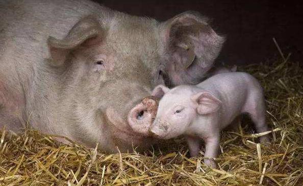 母猪产死胎黑胎什么原因,怎么从母猪产死胎判断猪病