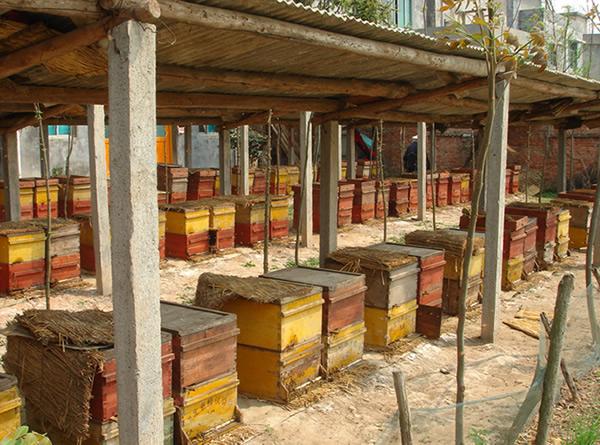 如何养好蜜蜂大全,蜜蜂养殖技术蜂王与蜜蜂区别