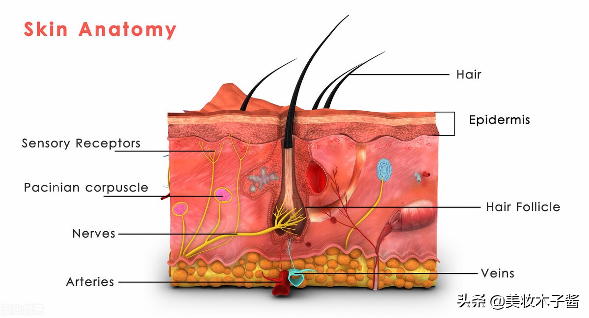 怎样检测自己的肤质,如何检测自己什么肤质软件